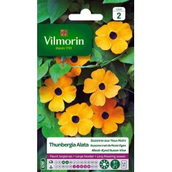 VILMORIN THUNBERGIA ALATA...