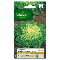 VILMORIN CHICORÉE WALLONNE...