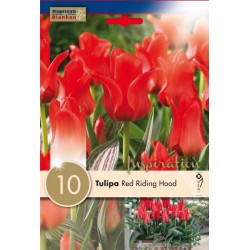 Bulbes de tulipe botanical...