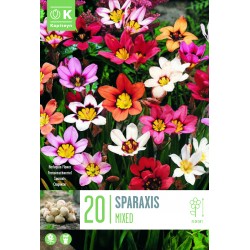 KAPITEYN STANDARD-Sparaxis...