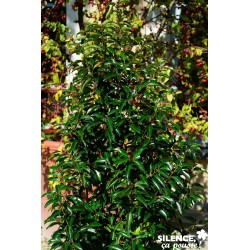 Prunus Lusitanica...