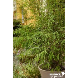 Fargesia Angustissima Sol-C15L