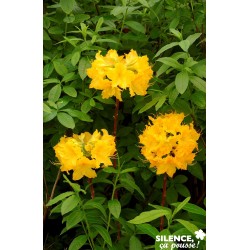 Azalea Mollis Lingot D Or...