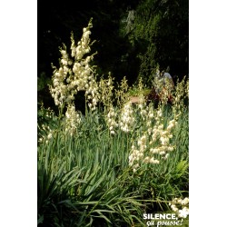 Yucca Filamentosa Tfe-C4.5L