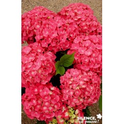 Hortensia Leuchtfeuer...
