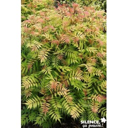 Sorbaria Sorbifolia 'Sem'...