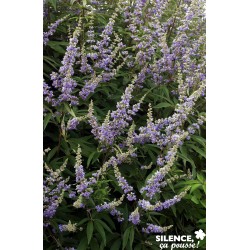 Vitex Agnus Castus F...