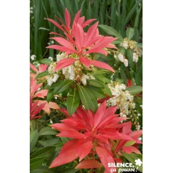 Pieris Forest Flame Tfe-C10L
