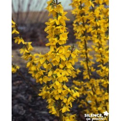 Forsythia Intermedia Week...