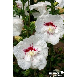 Hibiscus Syriacus French...