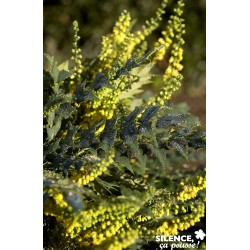 Mahonia Media Winter Sun...
