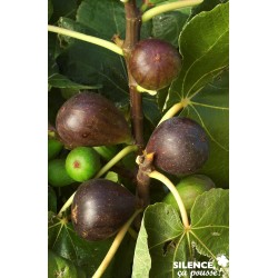 Figuier Brown Turkey Tfe-C4.5L