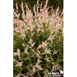 Salix Integra Hakuro...