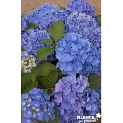 Hortensia Benelux Bl...