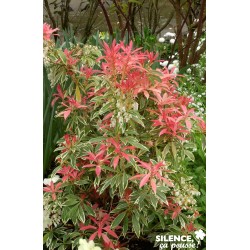 Pieris Flaming Silver Tfe-C10L