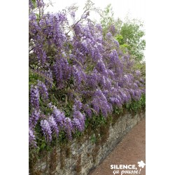 WISTERIA sinensis