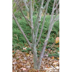 Acer Davidii Viper®...