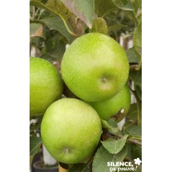 Pommier Granny Smith...