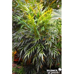 Mahonia E.Sweet Winter®...