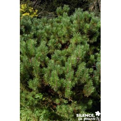 Pinus Mugo Mughus C2L-Deco