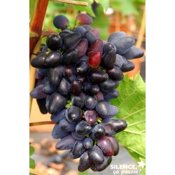 Vigne Philipp Cov 100/150-C4L