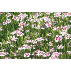 Dianthus Delta Blc-Rouge...