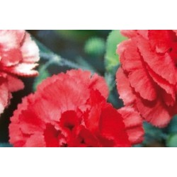 Dianthus Plumarius Flr Sple...