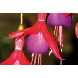 Fuchsia Nain Rge-Violet C0.65L