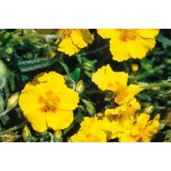 Helianthemum Jne C0.65L