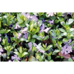 Vinca Major Bl C0.65L