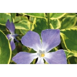 Vinca Major Panachee C0.65L