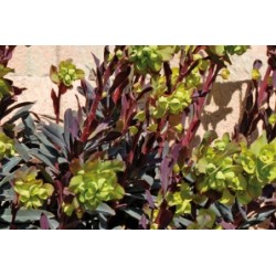 Euphorbia Amygdaloides C0.65L