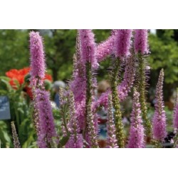 Veronica Epis Rose C0.65L