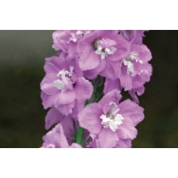 Delphinium Rose C0.65L