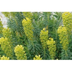 Euphorbia Characias C0.65L