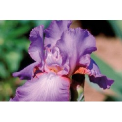 Iris Des Jardins Mauve C0.65L