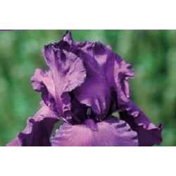 Iris Des Jardins Vlt C0.65L