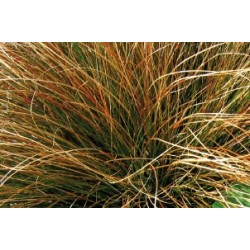 Carex testacea c0.65l