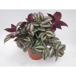 Tradescantia zebrina jungle...