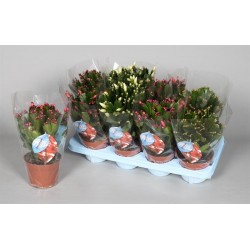 Schlumbergera 70+flr-h28-p13