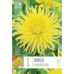 KAPITEYN STANDARD-Dahlia...