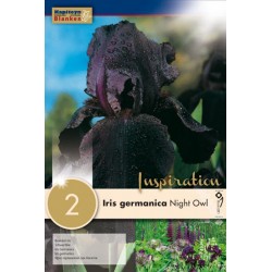 KAPITEYN STANDARD-Iris...