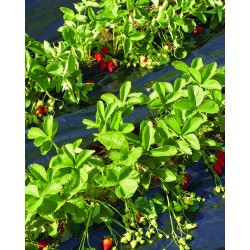 FRESAFILM RECYCLEAN Film de...