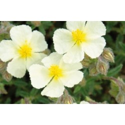 Helianthemum Blc C0.65L