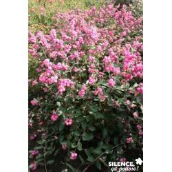 Symphoricarpos Magical®...