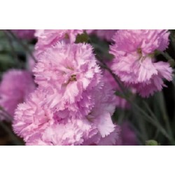 Dianthus Nain Dble Rose C0.65L