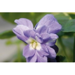 Violette Toulouse C0.65L