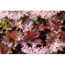 Heuchera Micrantha...
