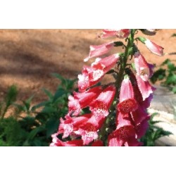 Digitalis Rge C0.65L