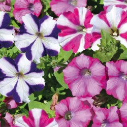 Petunia Retombant Bicol C0.65L